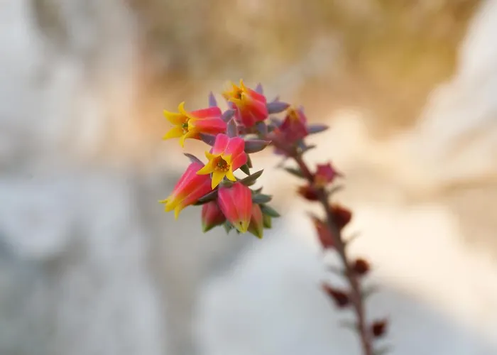 Robinson House Nicolina Hvar Town