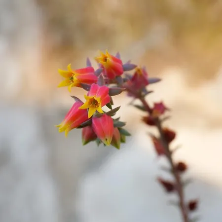 Robinson House Nicolina Hvar Town